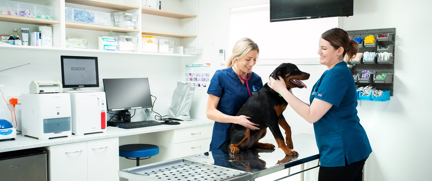 image of the vet and nurse with a dog