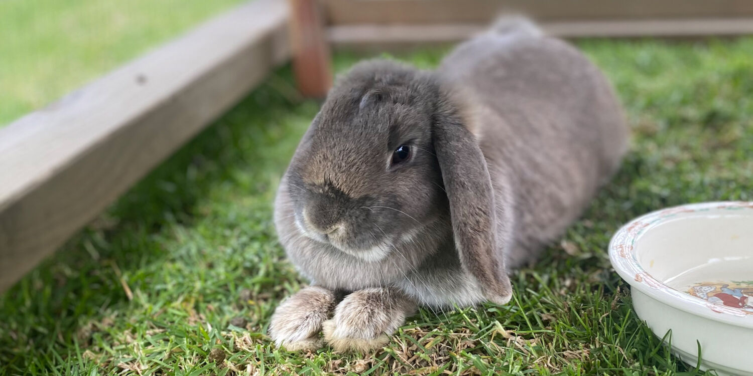 Microchipping a quick simple procedure