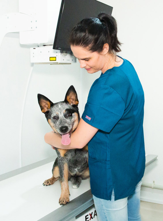Health Check & Vaccination Pohutukawa Coast Vets Beachlands