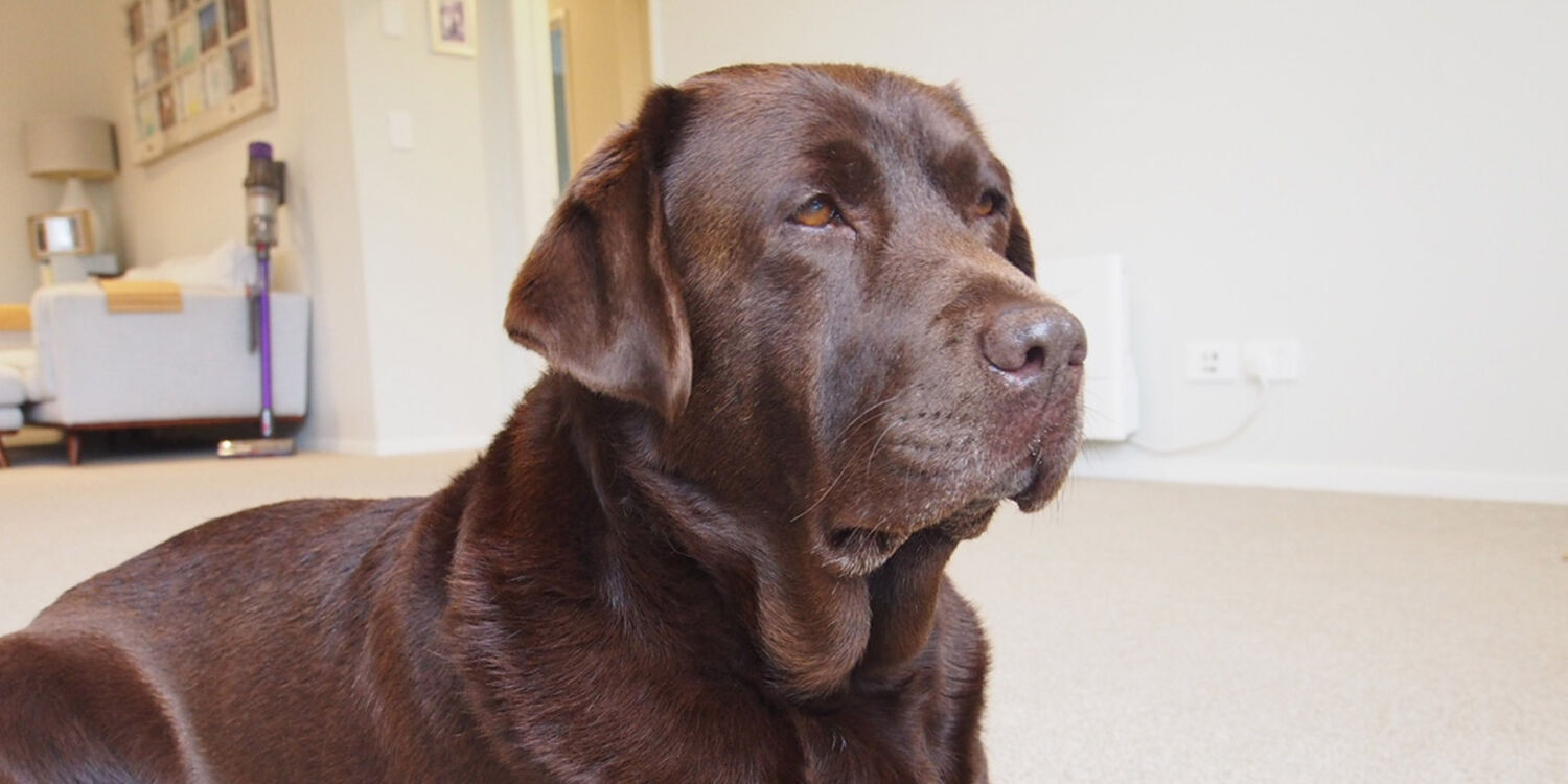 Health Check & Vaccination Pohutukawa Coast Vets Beachlands